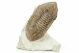 Rare, Delphasaphus Trilobite - Russia #237036-1